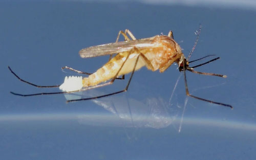 Phát hiện muỗi tránh thuốc diệt côn trùng