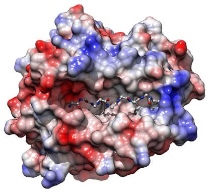 Phát hiện biến thể gen HLA-B giúp ngăn chặn HIV