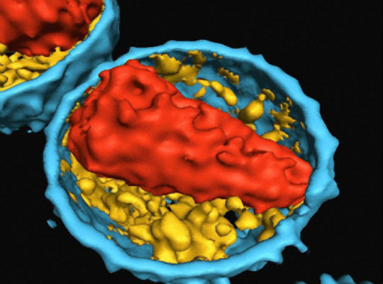Đột phá trong nghiên cứu vắcxin phòng, chống HIV 