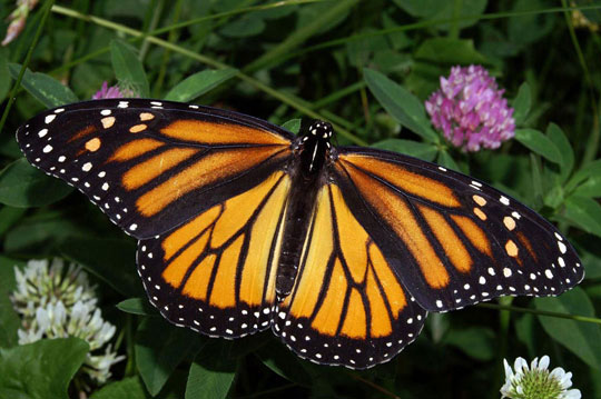 Bướm Monarch quý hiếm có nhà ở mới tại Mexico