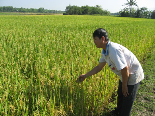 Tiền Giang sẽ sản xuất đại trà lúa than đặc sản