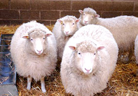 Cừu Dolly “hồi sinh” 