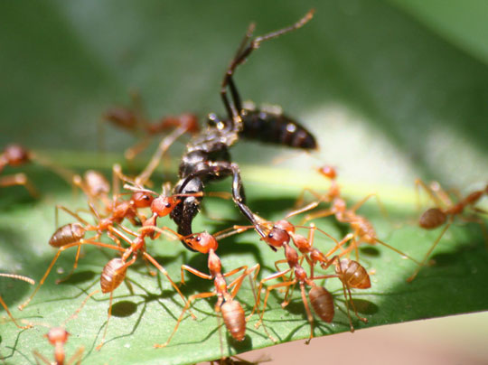 Dùng kiến vàng Oecophylla kiểm soát sâu bệnh