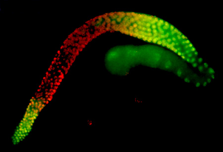 Đồng hồ sinh học: Tìm ra gen kiểm soát thời gian ở Giun tròn C.elegans