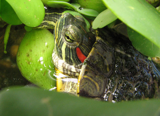 Giải pháp bắt hết rùa tai đỏ ở Hồ Gươm