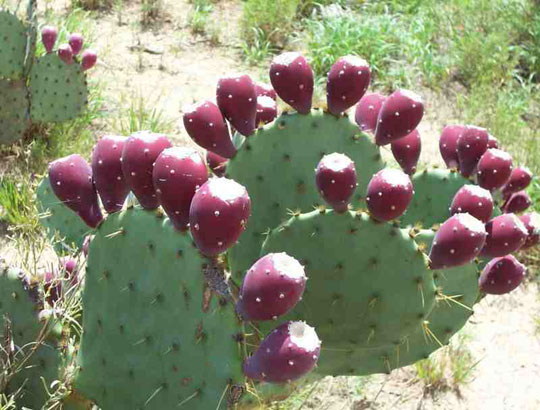 Chất béo trong hạt xương rồng Nopal Việt Nam cao hơn của Đức