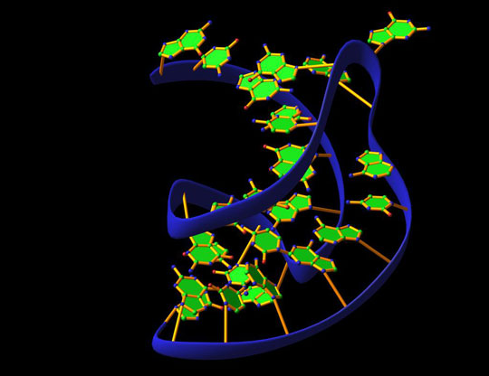 Các phân tử RNA làm việc như một hệ thống bảo mật ở cấp độ tế bào