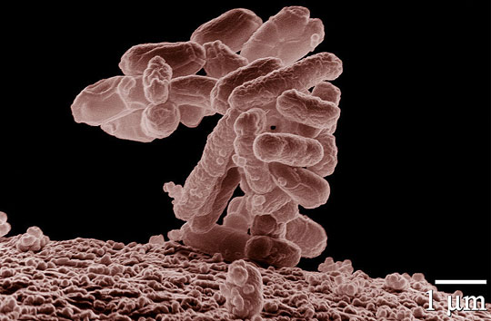 Các nhà khoa học sử dụng vi khuẩn E.coli để lưu trữ dữ liệu