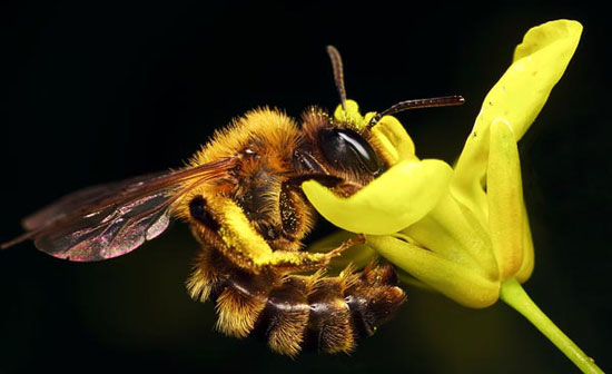 Phát hiện virus thảm sát loài ong mật ở Mỹ