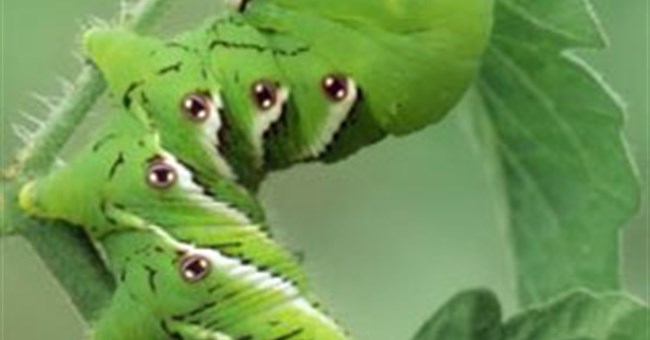 Sâu bướm biết "nhả khói" thuốc lá để tự vệ