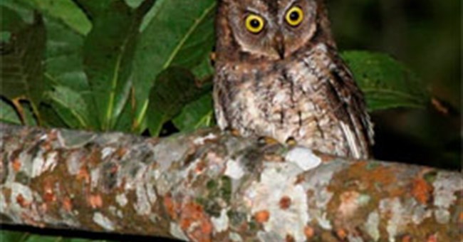 13 loài sinh vật mới ấn tượng nhất năm 2013