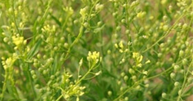 Sáng chế loài cây mọc ra dầu cá Omega-3