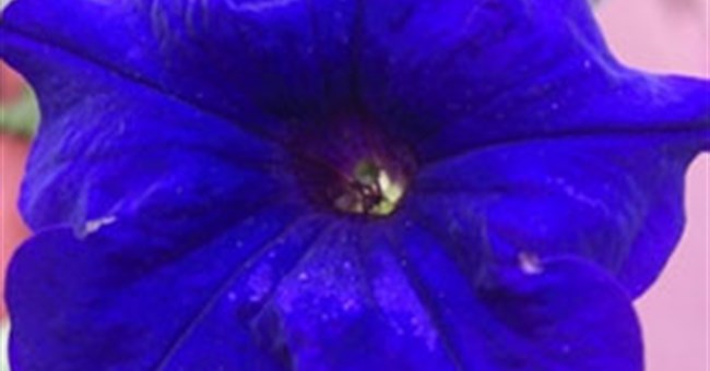 Tại sao hoa dã yến thảo có màu xanh?