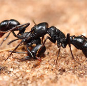 800 con kiến sẽ được đưa vào vũ trụ