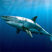 Cá mập có thể sống hơn 70 năm