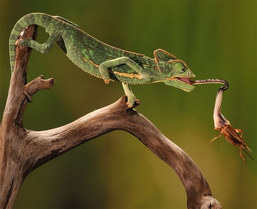 Tuyệt chiêu săn mồi của các 