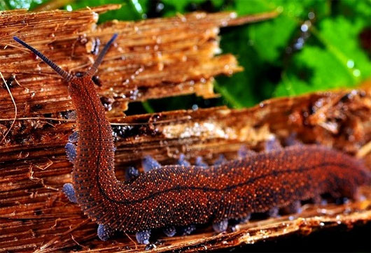 Tuyệt chiêu săn mồi của các 