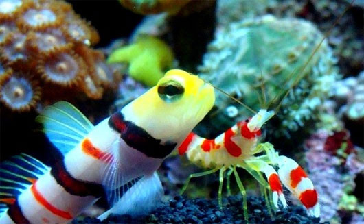 Tuyệt chiêu săn mồi của các 