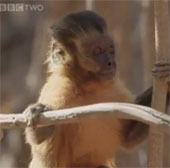 Video: Chiêu ve vãn bạn tình kỳ quặc của khỉ capuchin