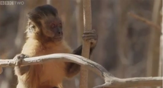 Chiêu ve vãn bạn tình kỳ quặc của khỉ capuchin 