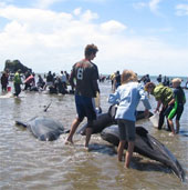 Hàng chục con cá voi mắc cạn tại bờ biển New Zealand