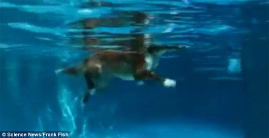 Chó không bơi chèo, mà chạy dưới nước