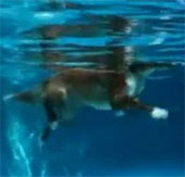 Chó không bơi chèo, mà chạy dưới nước