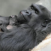 Khỉ đột mới sinh quấn quýt bên mẹ