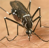 Thử nghiệm muỗi "cảm tử" chống sốt xuất huyết