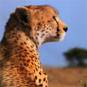 Video: Màn phối hợp săn mồi thiện nghệ của báo Cheetah