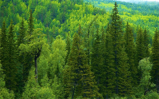 Cây cổ thụ hấp thu nhiều khí CO2 so với các cây non