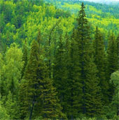 Cây cổ thụ hấp thu nhiều khí CO2 so với các cây non
