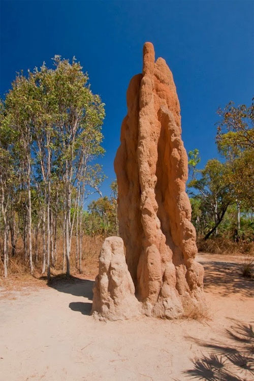 Giant Termite Graveyard in Australia