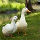 Hàn Quốc: Phát hiện virus cúm H5N8 ở vịt