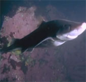 Video: Xem bạch tuộc khổng lồ "tỉ thí" với cá mập