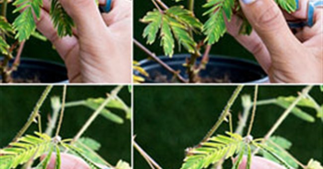 Cây trinh nữ có trí thông minh khác thường