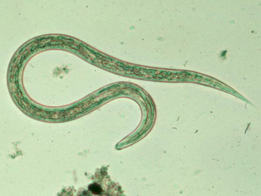 Khoa học giải mã thành công bộ gene của giun móc