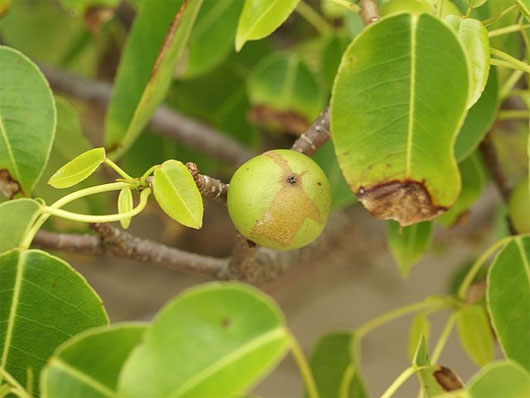 Những loài cây đáng sợ