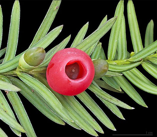 Những loài cây đáng sợ