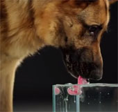 Video: Chó uống nước như thế nào?