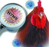 Cảnh báo cúm H7N9 có thể lây từ người sang người