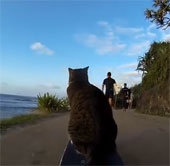 Video: Mèo trượt ván điệu nghệ