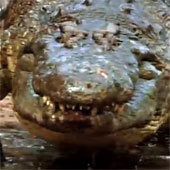 Video: Bộ hàm khủng và những cú đớp rợn người của cá sấu