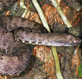 Phát hiện một loài rắn lục mới tại Cao Bằng