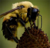 Loài ong "thây ma" có khả năng công phá kinh hoàng