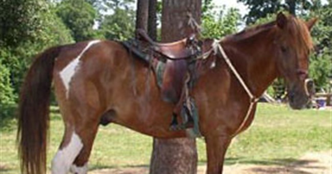 Những giống ngựa quý hiếm nhất thế giới