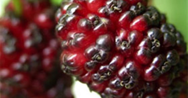 Sự tích trái cây qua các truyện kể dân gian thế giới