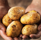 Phát hiện bí ẩn về bệnh tàn rụi ở khoai tây
