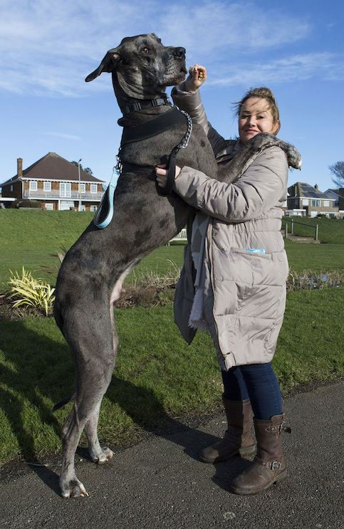Con chó cao 2,2 mét, nặng 70kg