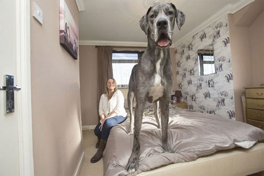 Con chó cao 2,2 mét, nặng 70kg